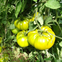 Semences Tomates Roses Gregory Altai