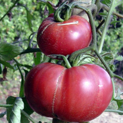 Semences Tomates Roses Gregory Altai