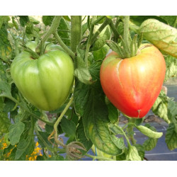 Semences Tomates Roses Coeur de boeuf rose