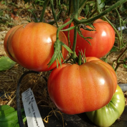 Semences Tomates Roses Brandywine rose