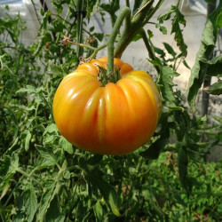 Semences Tomates Oranges Orange Queen