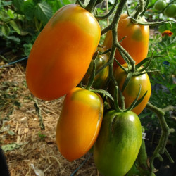Semences Tomates Oranges Orange Banana