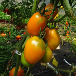 Semences Tomates Oranges Orange Banana