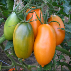 Semences Tomates Oranges Orange Banana