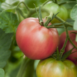 Semences Tomates Roses Rose de Berne