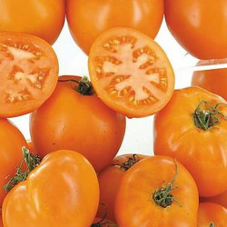 Semences Tomates Oranges La Carotina