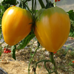 Semences Tomates Oranges Coeur de Boeuf orange