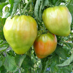 Semences Tomates Oranges Coeur de Boeuf orange