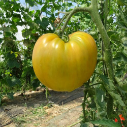 Semences Tomates Oranges Coeur de Boeuf orange
