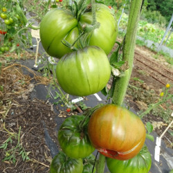 Semences Tomates Noires Noire de Crimée