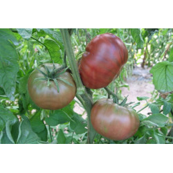 Semences Tomates Noires Noire de Crimée