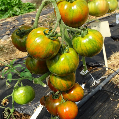 Semences Tomates Noires Black Zebra