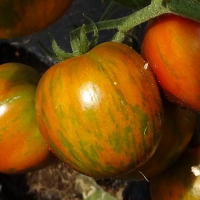 Semences Tomates Noires Black Zebra