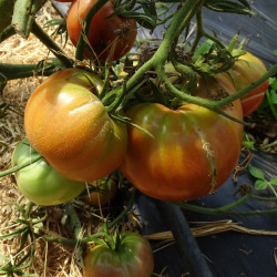 Semences Tomates Noires Black from Tula