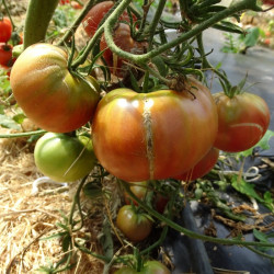 Semences Tomates Noires Black from Tula