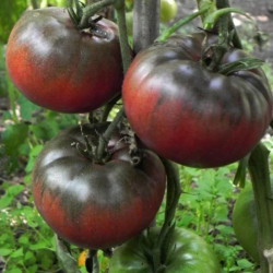 Semences Tomates Noires Black from Tula