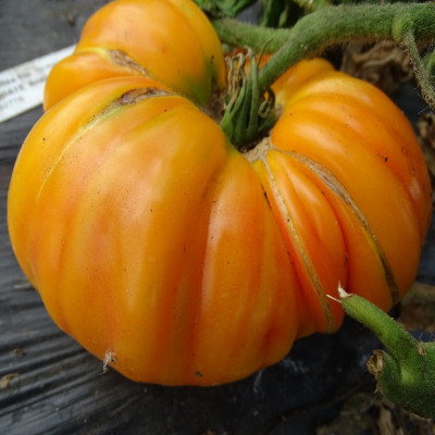 Semences Tomates Ananas