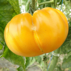 Semences Tomate Jaunes Yellow Brandywine