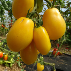 Semences Tomate Jaunes Tétons de Vénus
