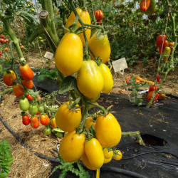 Semences Tomate Jaunes Tétons de Vénus