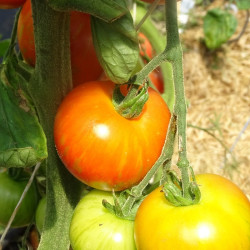 Semences Tomate cerise Tigrella Bicolore