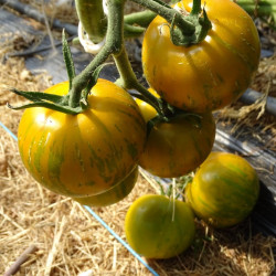 Semences Tomate cerise Tigrella Bicolore