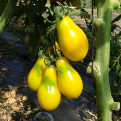 Semences Tomate cerise Poire Jaune