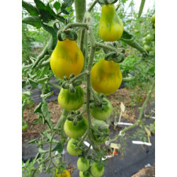 Semences Tomate cerise Poire Jaune