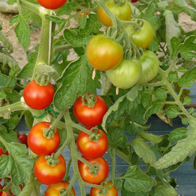 Semences Tomate cerise Miel du Mexique