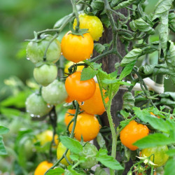 Semences Tomate cerise Golden Nugget