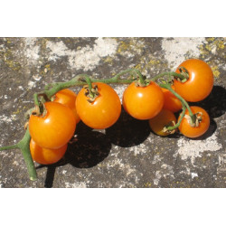 Semences Tomate cerise Golden Nugget