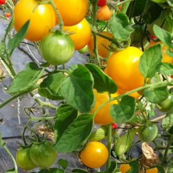 Semences Tomate cerise Golden Nugget