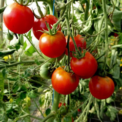 Semences Tomate cerise Délice des Jardiniers