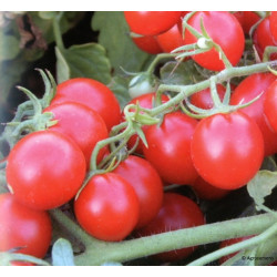 Semences Tomate cerise Délice des Jardiniers