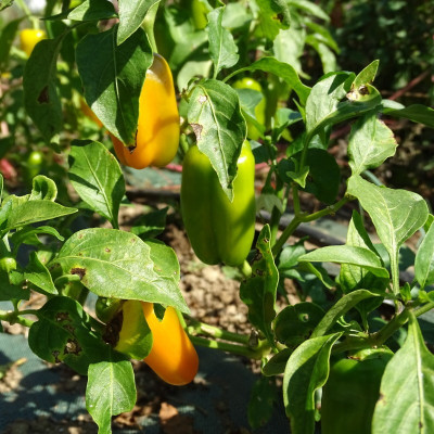 Semences Poivrons Radja