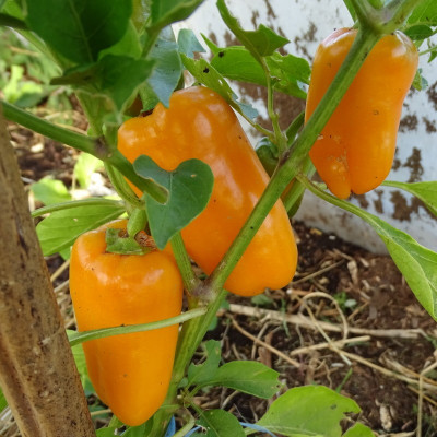 Semences Poivrons Radja