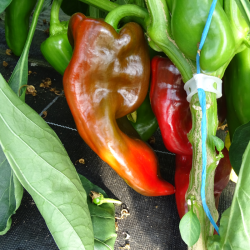 Semences Poivrons Corno Toro rouge