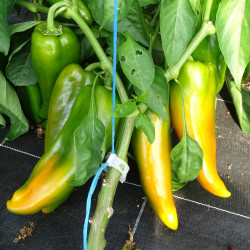 Semences Poivrons Corno Toro Jaune