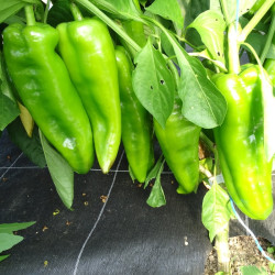 Semences Poivrons Corno Toro Jaune