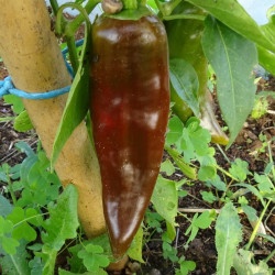Semences Poivrons Corno Toro choco