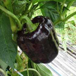 Semences Poivrons Carré marron Chocolat