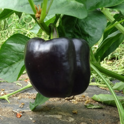 Semences Poivrons Carré marron Chocolat