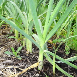 Semences Poireaux Eté Lancia