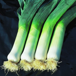 Semences Poireaux Automne Hannibal