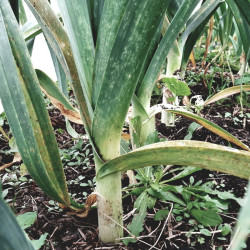 Semences Poireaux Automne Hannibal