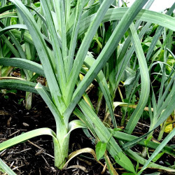 Semences Poireaux Automne Hannibal