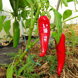Semences Piments Végétarien