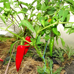 Semences Piments Végétarien