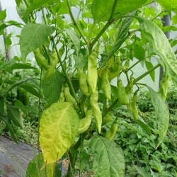 Semences Piments Végétarien