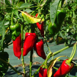 Semences Piments Gorria